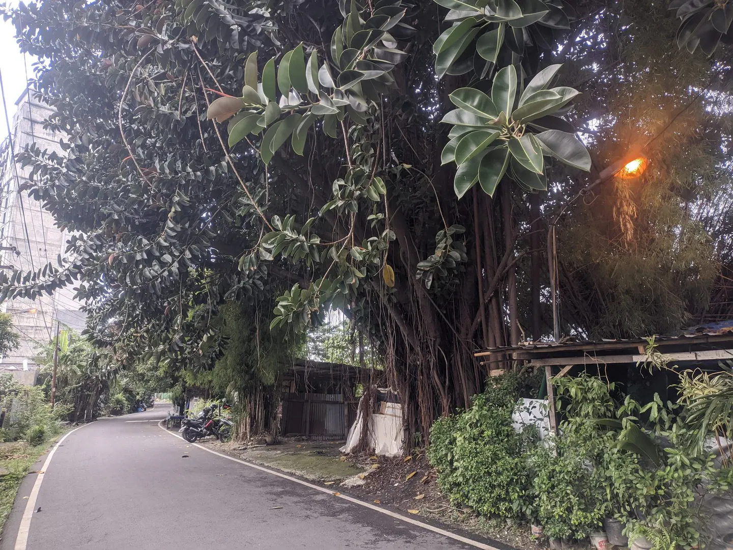 Pohon Besar Jl. Sei Deli, thumbnail 2