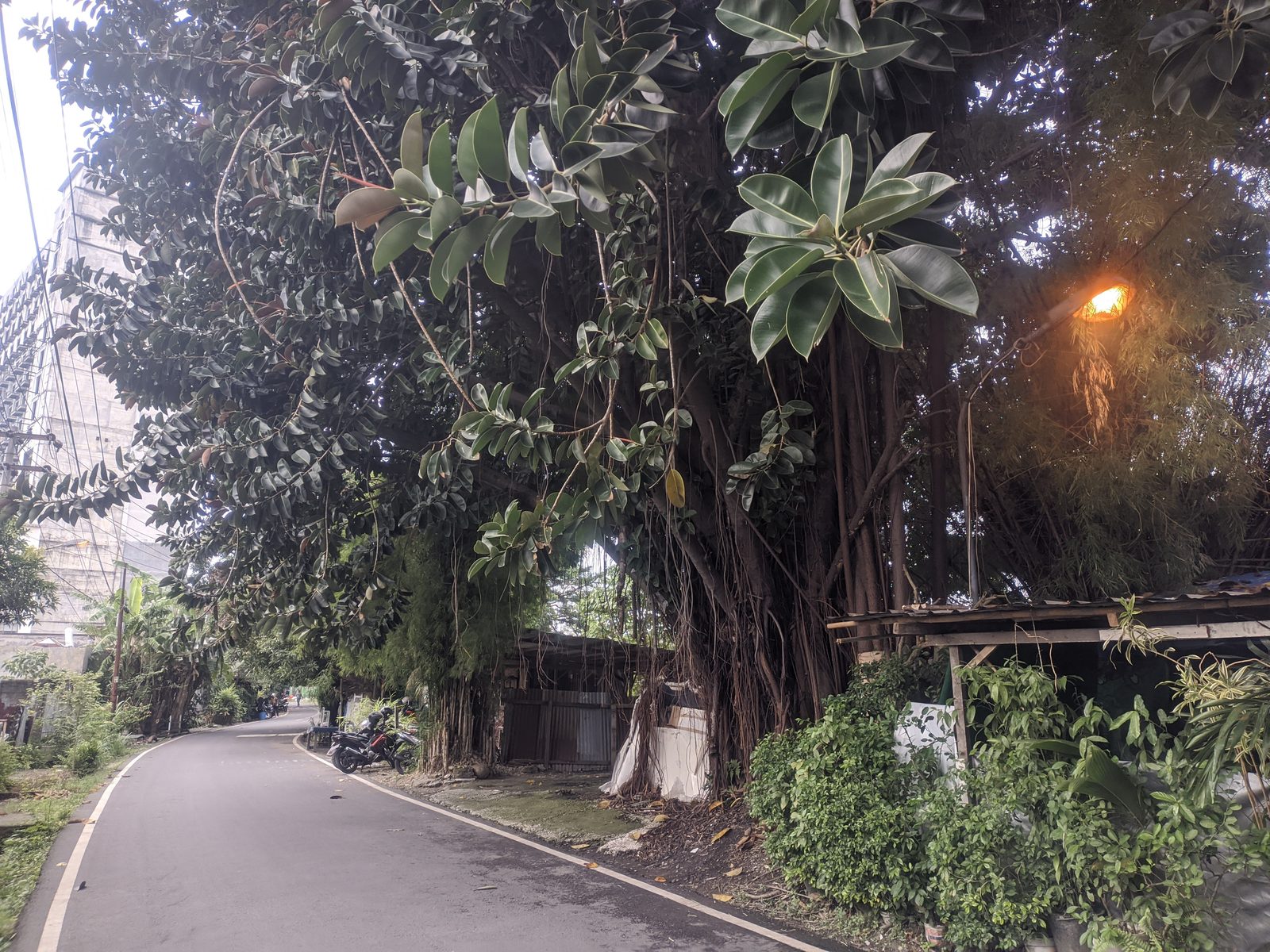 Pohon Besar Jl. Sei Deli — 1